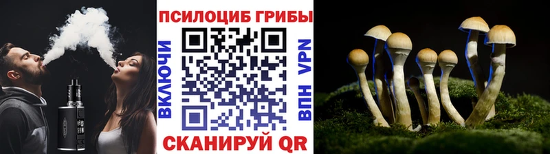 Купить закладки  Няндома  Псилоцибиновые грибы Psilocybe 